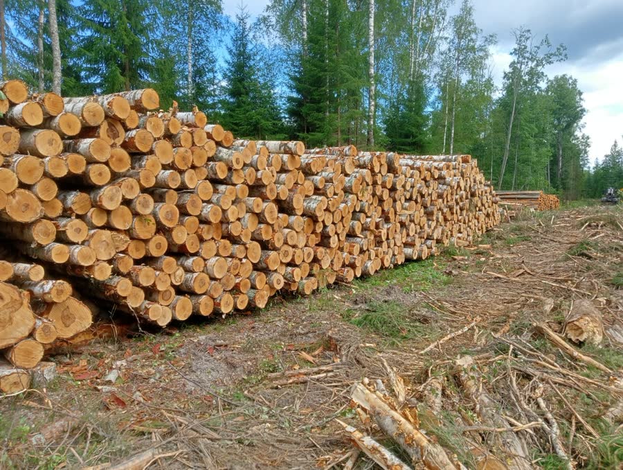 Штабель круглого леса на лесосеке